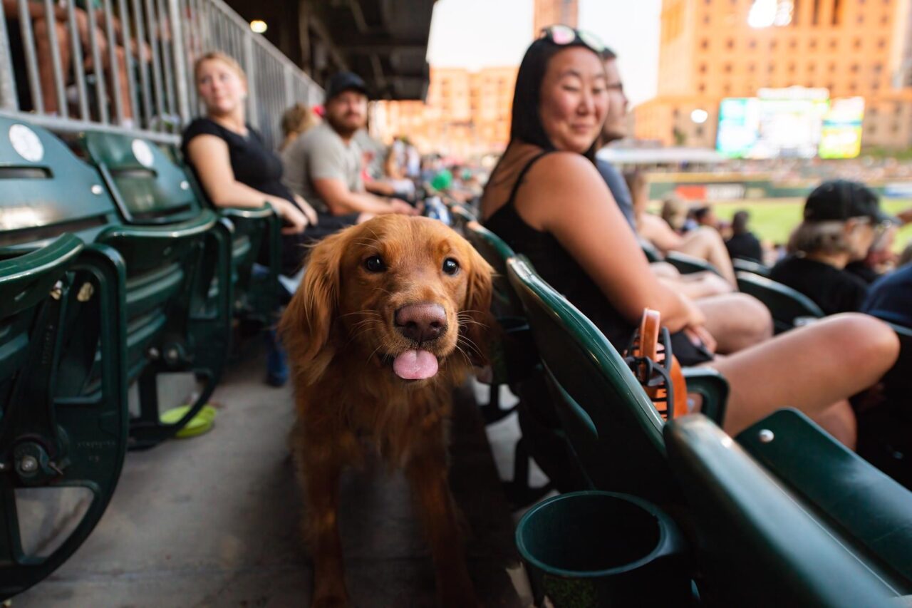 Charlotte Knights Unveil 2024 Bark in the Ballpark Schedule More Dates