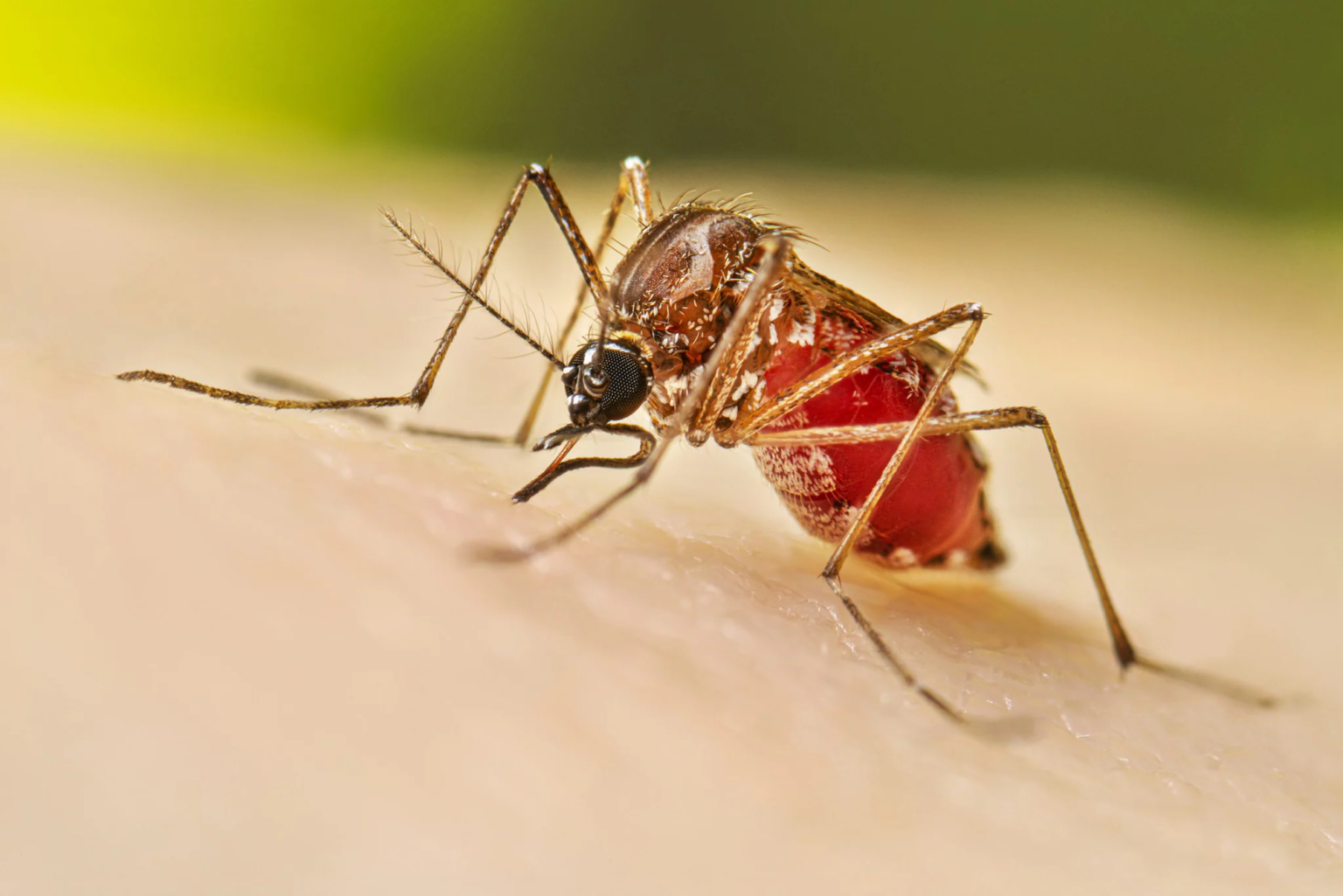 Dengue Fever Reported In The Carolinas, Including Mecklenburg County ...