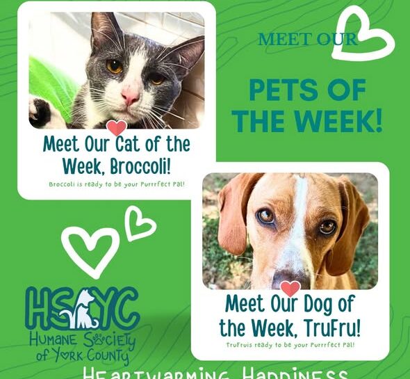 Meet Broccoli and TruFru, This Week’s Adoptable Pets at the Humane Society of York County